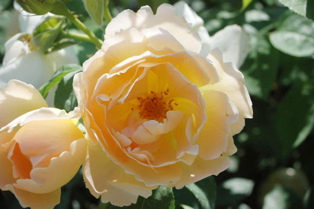 rose comte de champagne