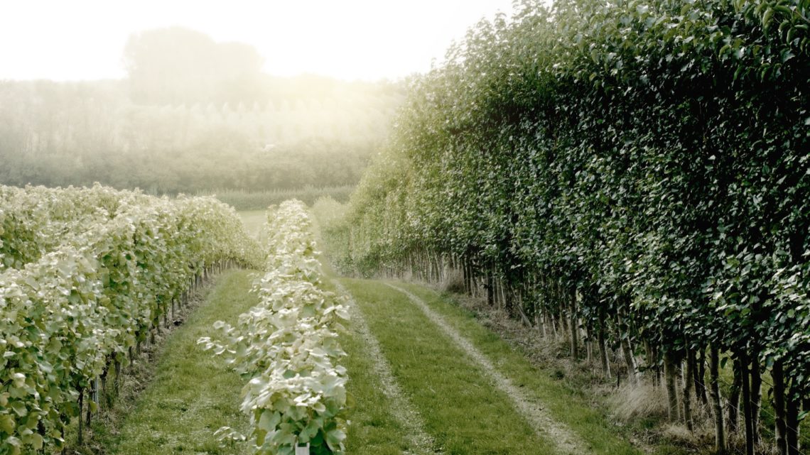 Domaine Evremond - Taittinger