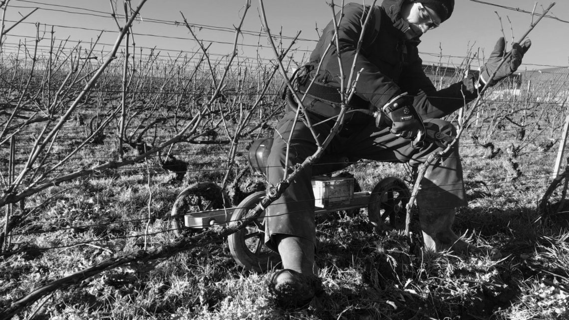 taille Taittinger