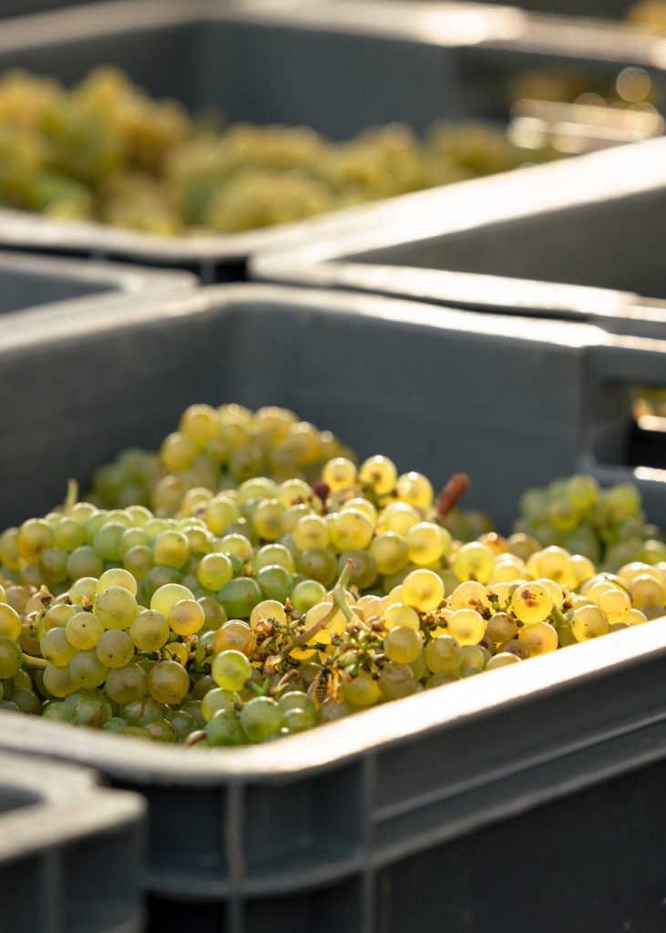 Taittinger vendanges 2025