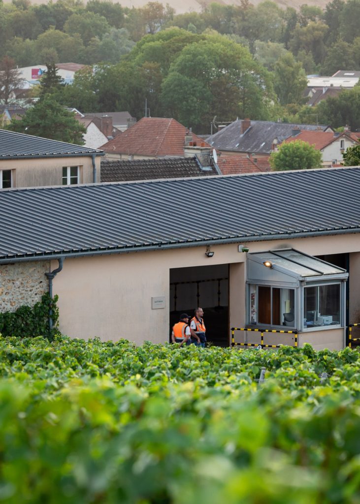 vendanges 2025 Taittinger