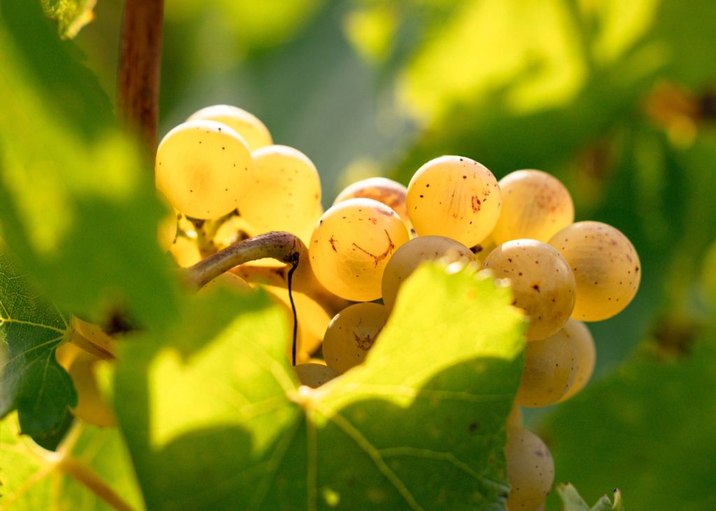 vendanges 2025 Taittinger