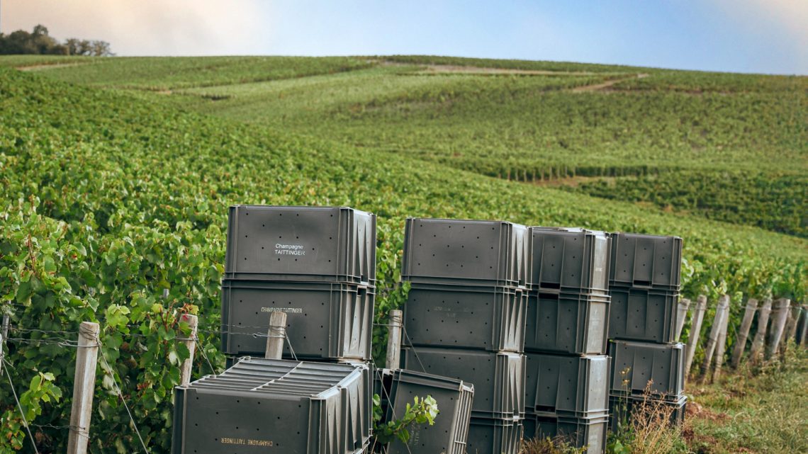 vendanges 2025 Taittinger