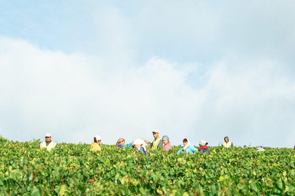 vendanges 2025 Taittinger