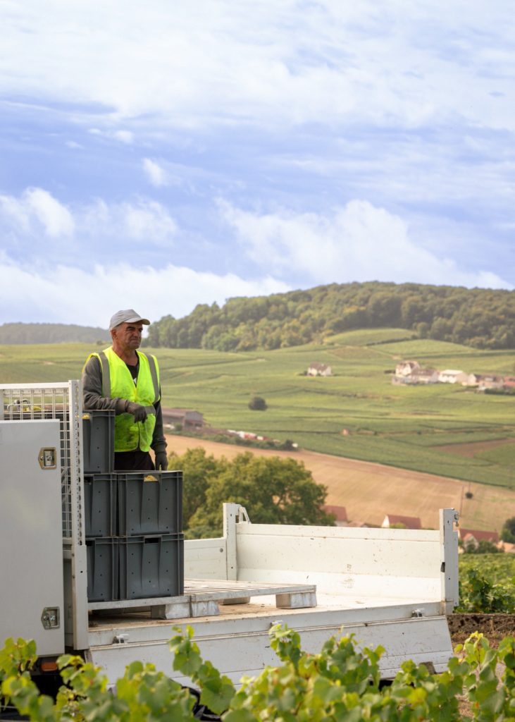 vendanges 2025 Taittinger
