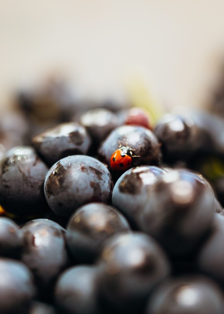 vendanges 2025 Taittinger